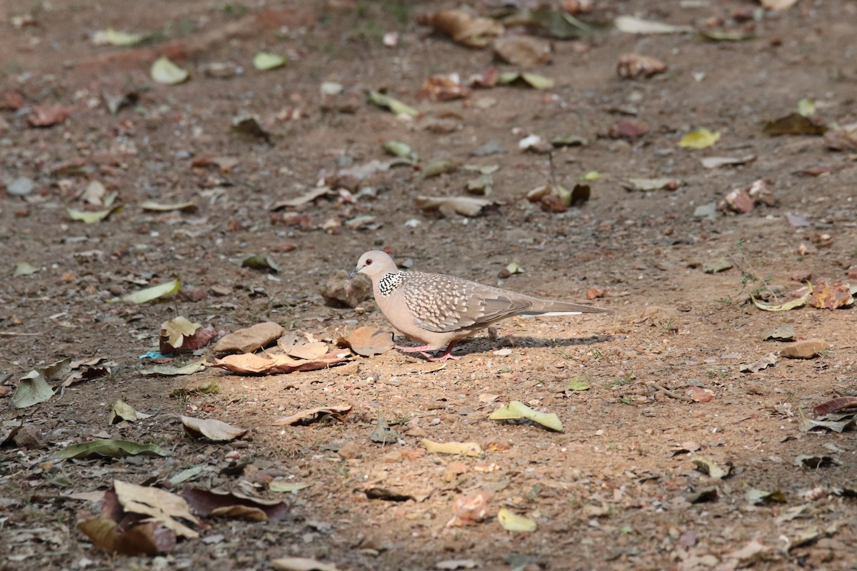 Spotted Dove - ML630520630
