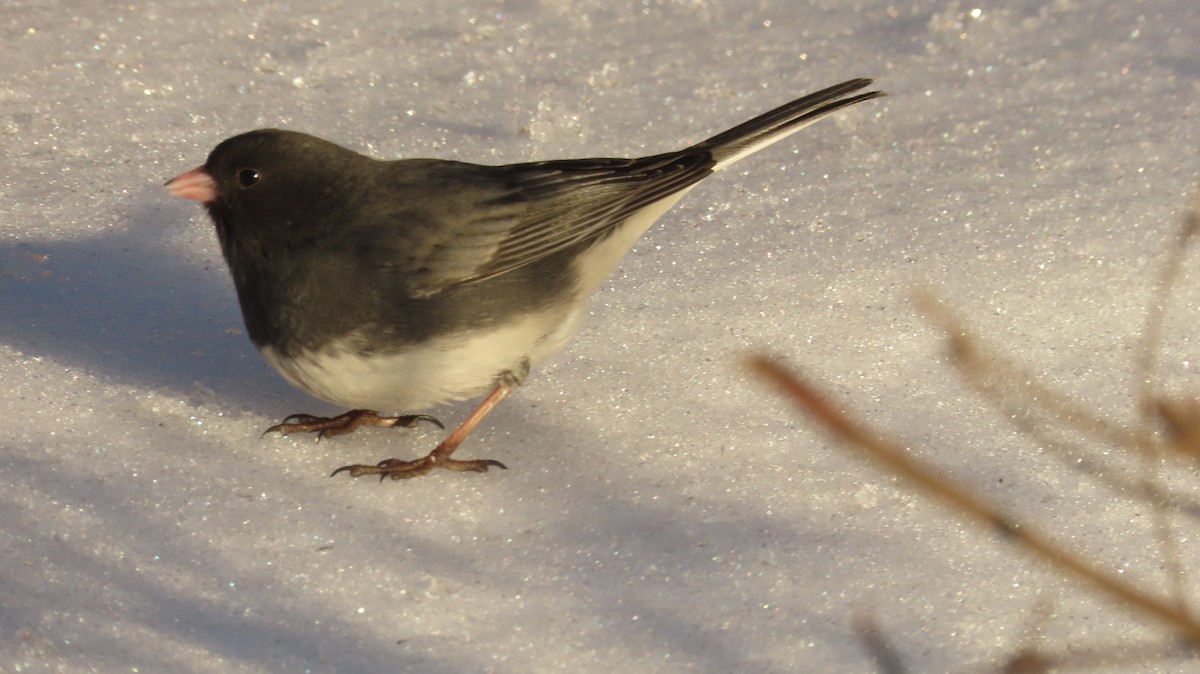Dark-eyed Junco (Slate-colored) - ML630520644