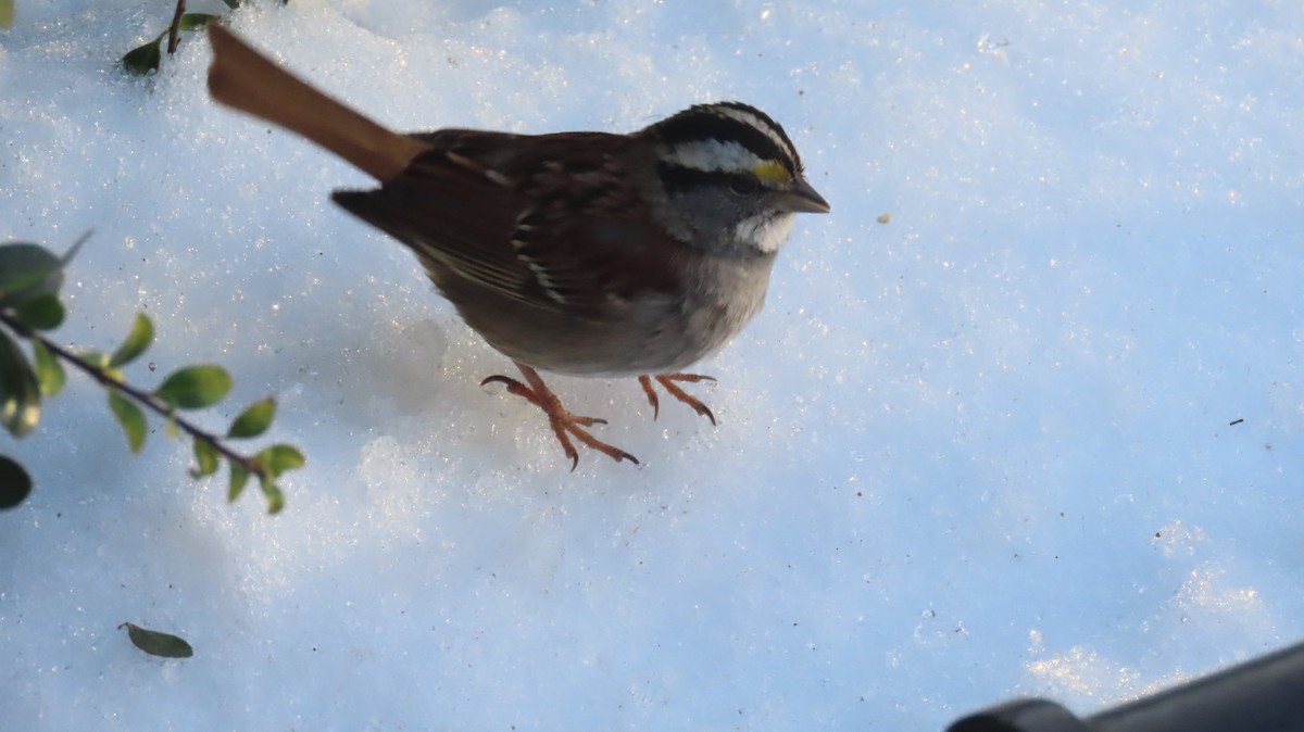 White-throated Sparrow - ML630520669