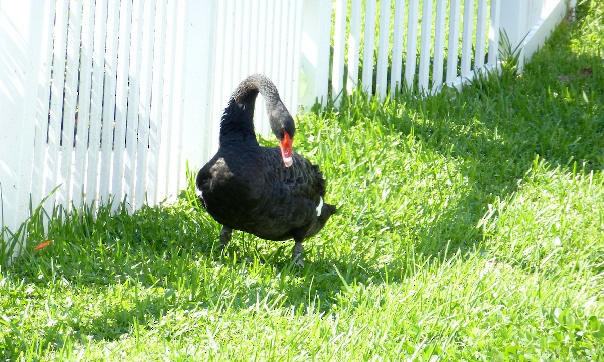 Black Swan - Cuneyt Yilmaz