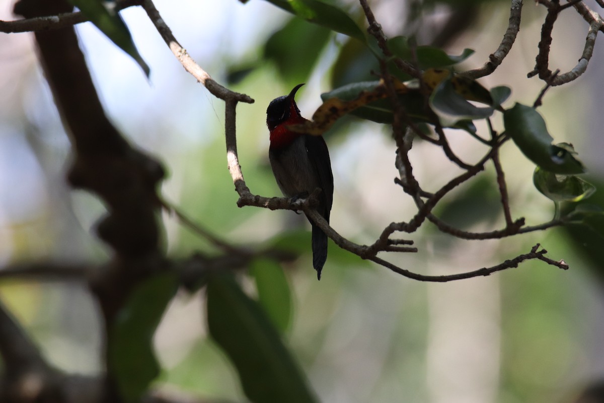 Vigors's Sunbird - ML630520751