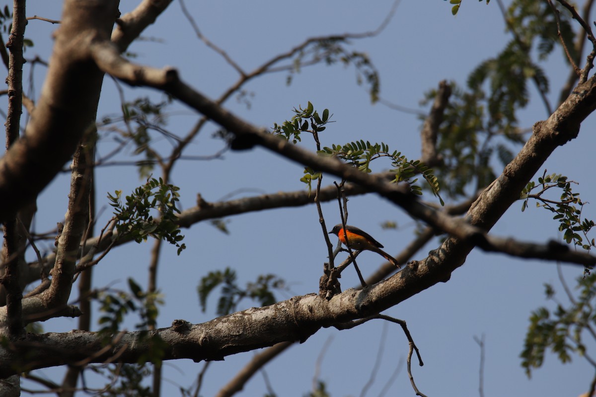 Small Minivet - ML630520830