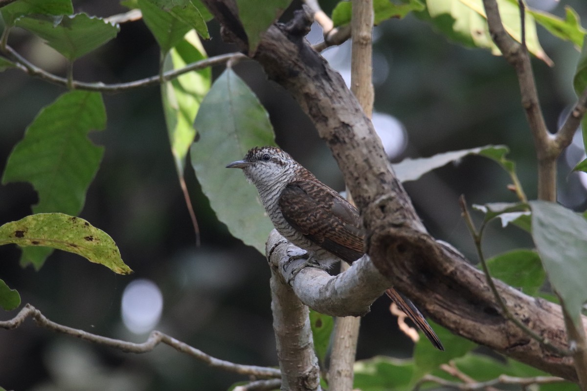 Banded Bay Cuckoo - ML630520845