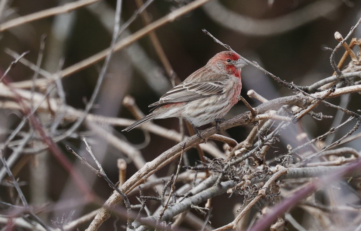 House Finch - ML630520871