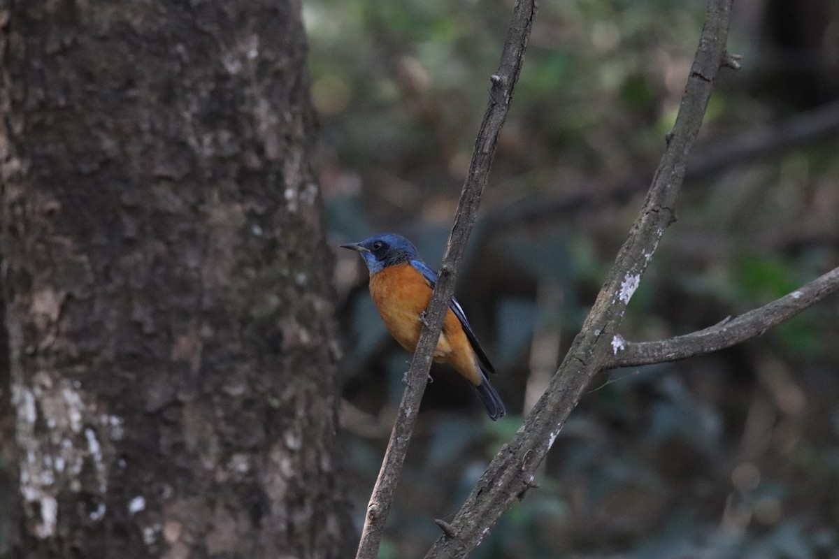 Blue-capped Rock-Thrush - ML630520889
