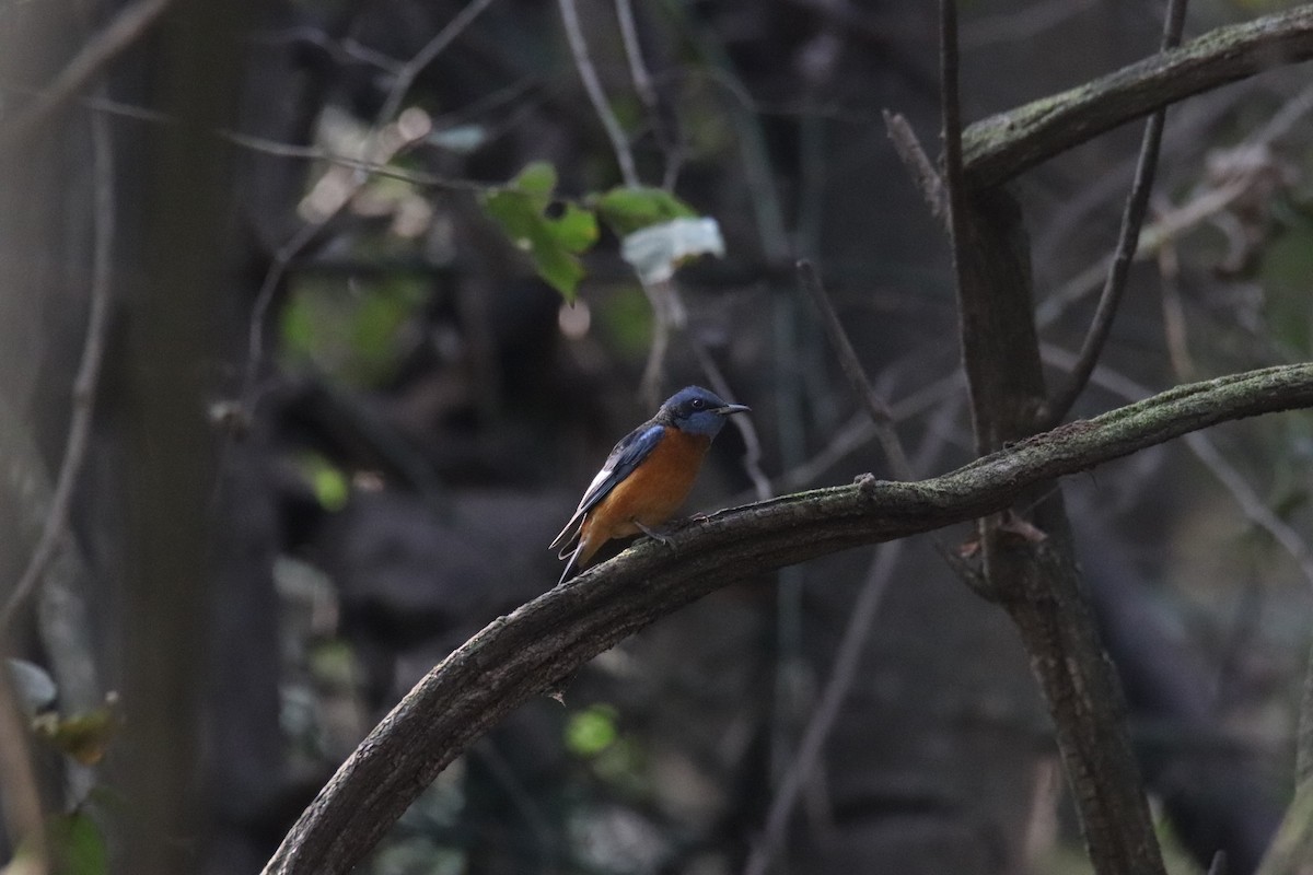 Blue-capped Rock-Thrush - ML630520890