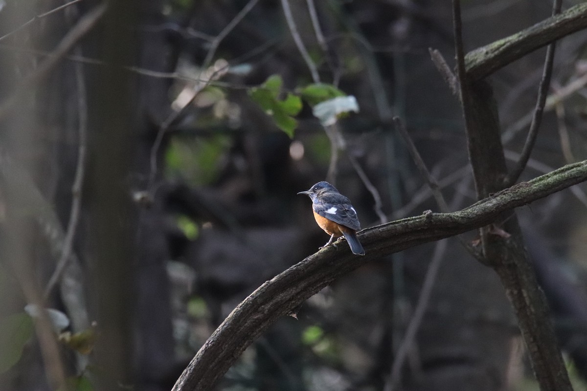 Blue-capped Rock-Thrush - ML630520891