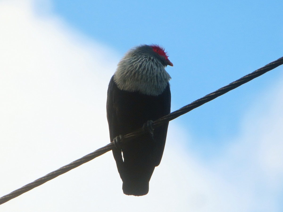 Seychelles Blue-Pigeon - ML630520921