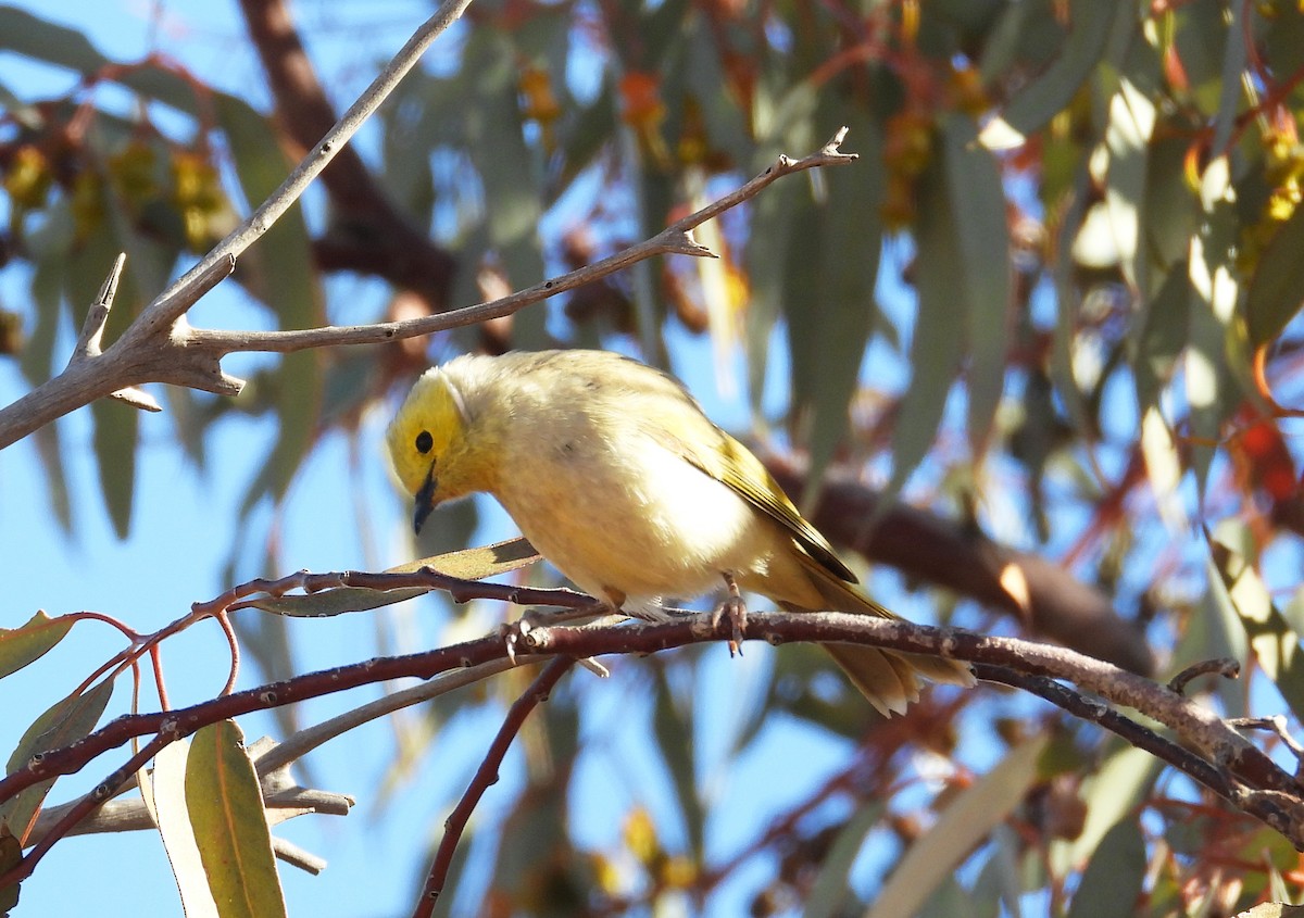White-plumed Honeyeater - ML630521027