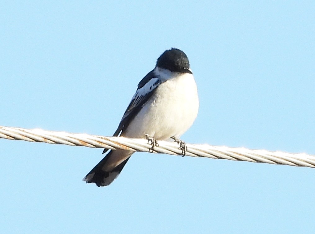 White-winged Triller - ML630521144