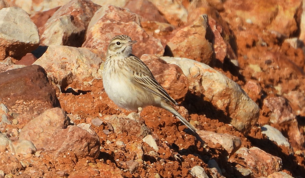 Australian Pipit - ML630521192