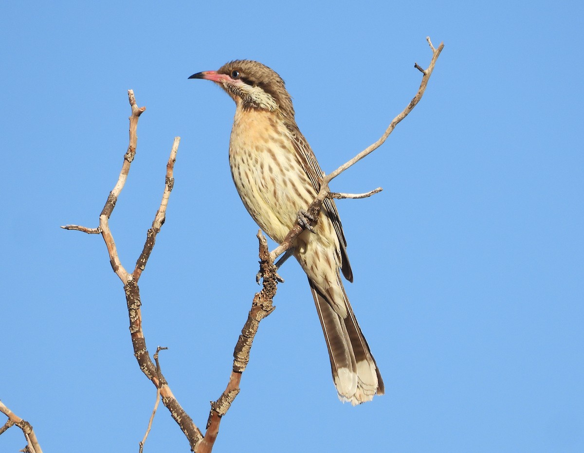 Spiny-cheeked Honeyeater - ML630521409