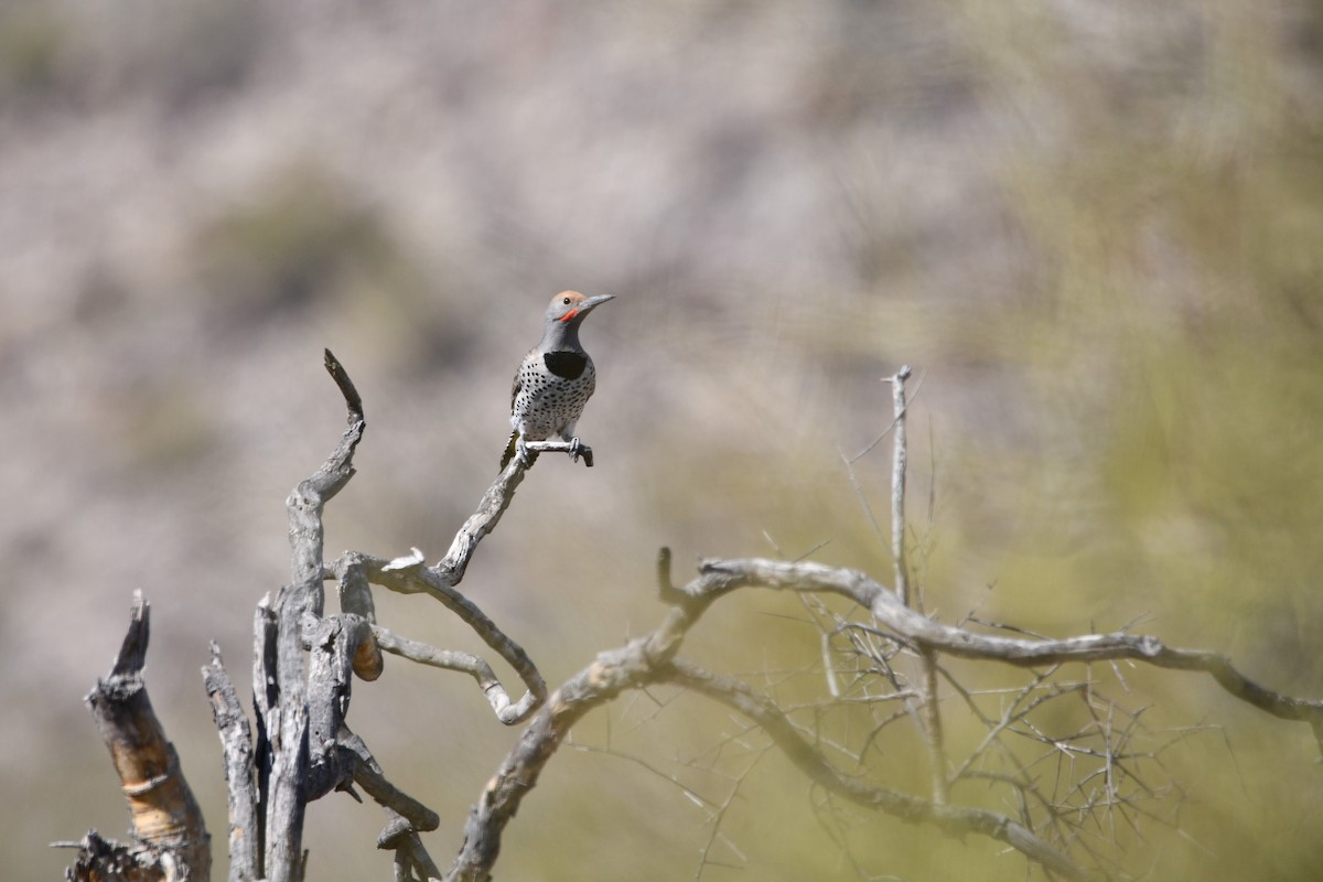 Gilded Flicker - ML630521522