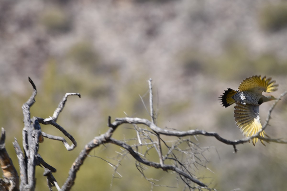 Gilded Flicker - ML630521535