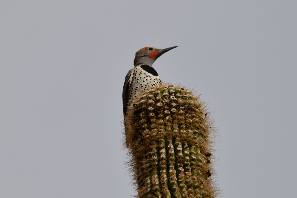 Gilded Flicker - ML630521554