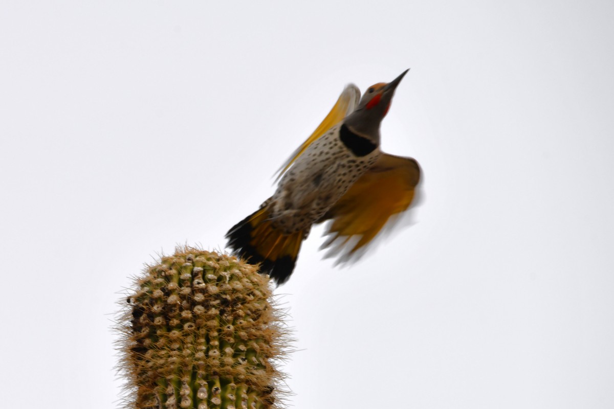 Gilded Flicker - ML630521556