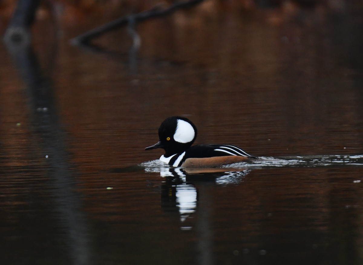 Hooded Merganser - ML630521835