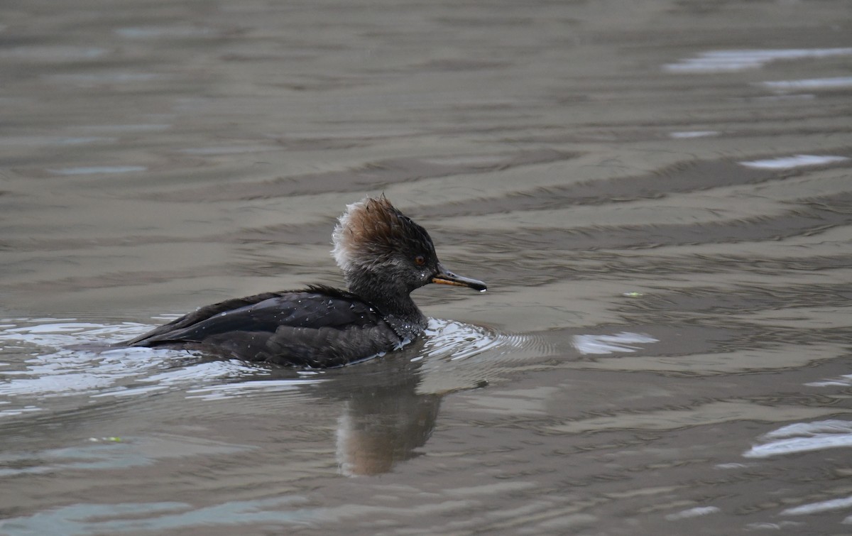 Hooded Merganser - ML630521836