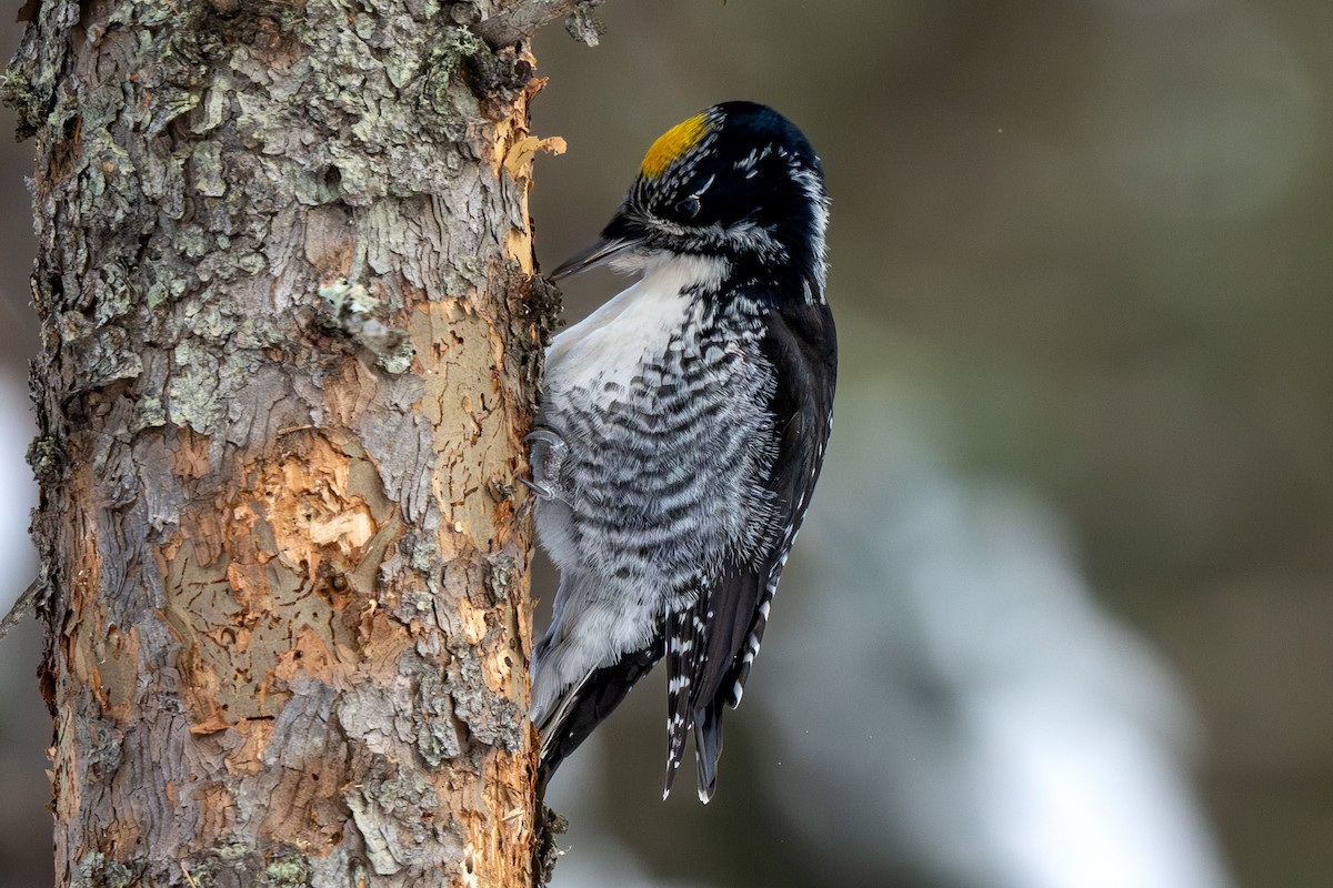 American Three-toed Woodpecker - Melissa James