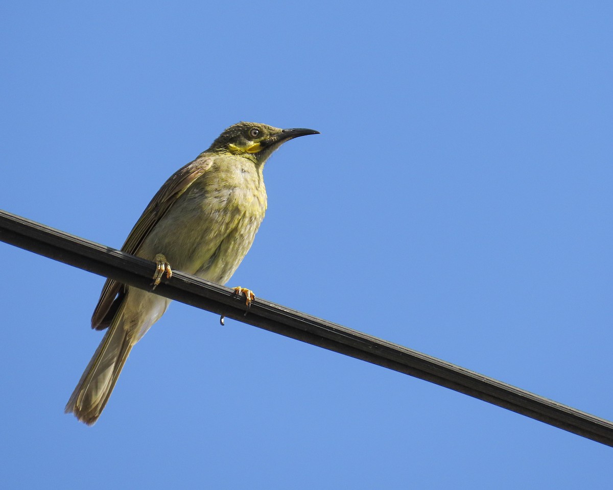 Eastern Wattled-Honeyeater - ML630522223