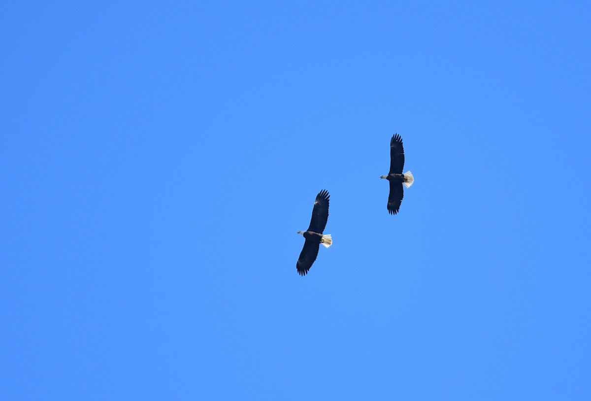 Bald Eagle - ML630522384