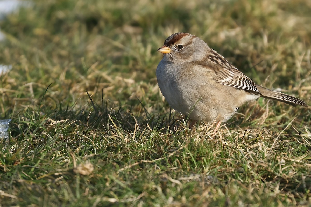White-crowned Sparrow - ML630522567