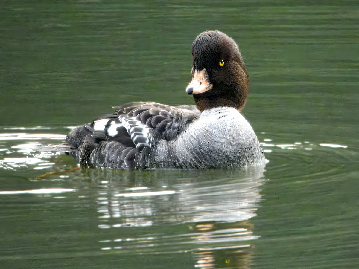 Barrow's Goldeneye - ML630522571