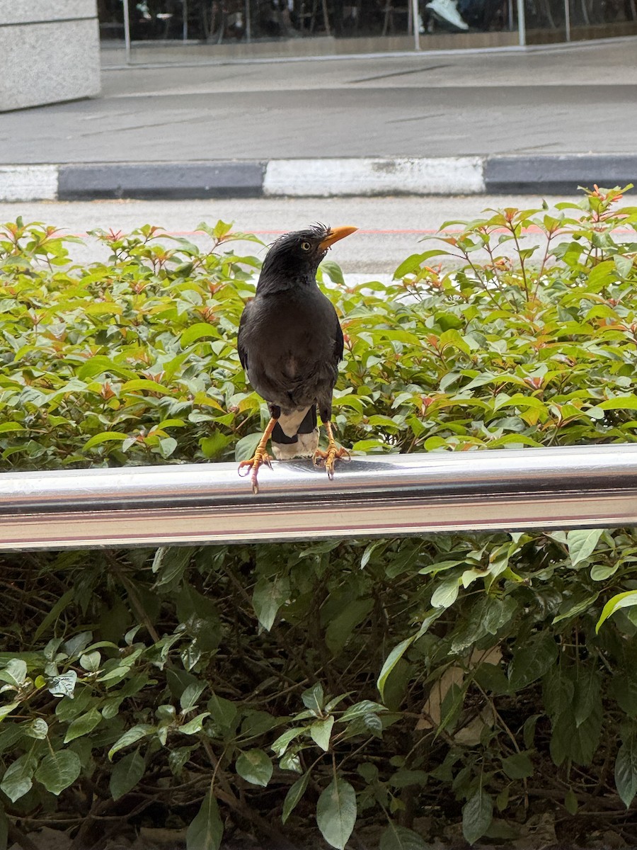 Javan Myna - ML630522584