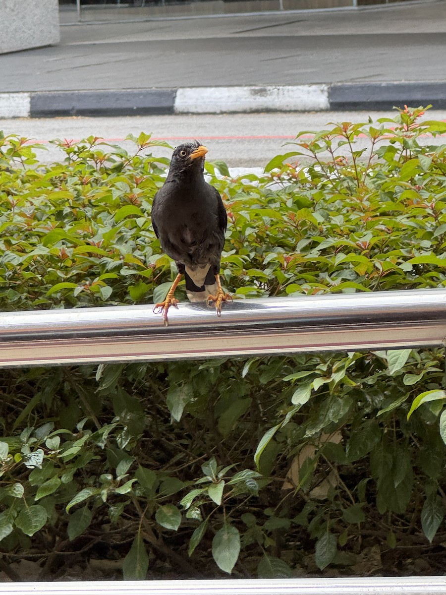 Javan Myna - ML630522585