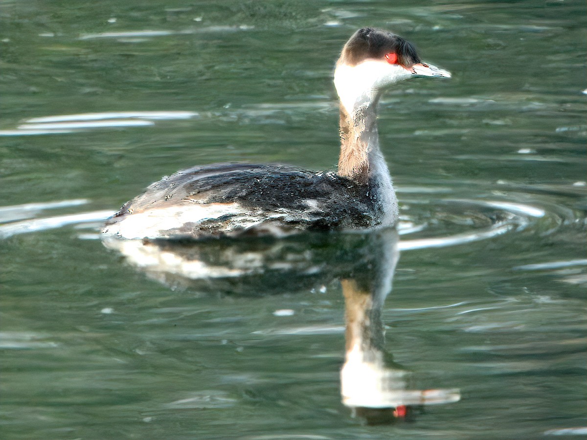Horned Grebe - ML630522593
