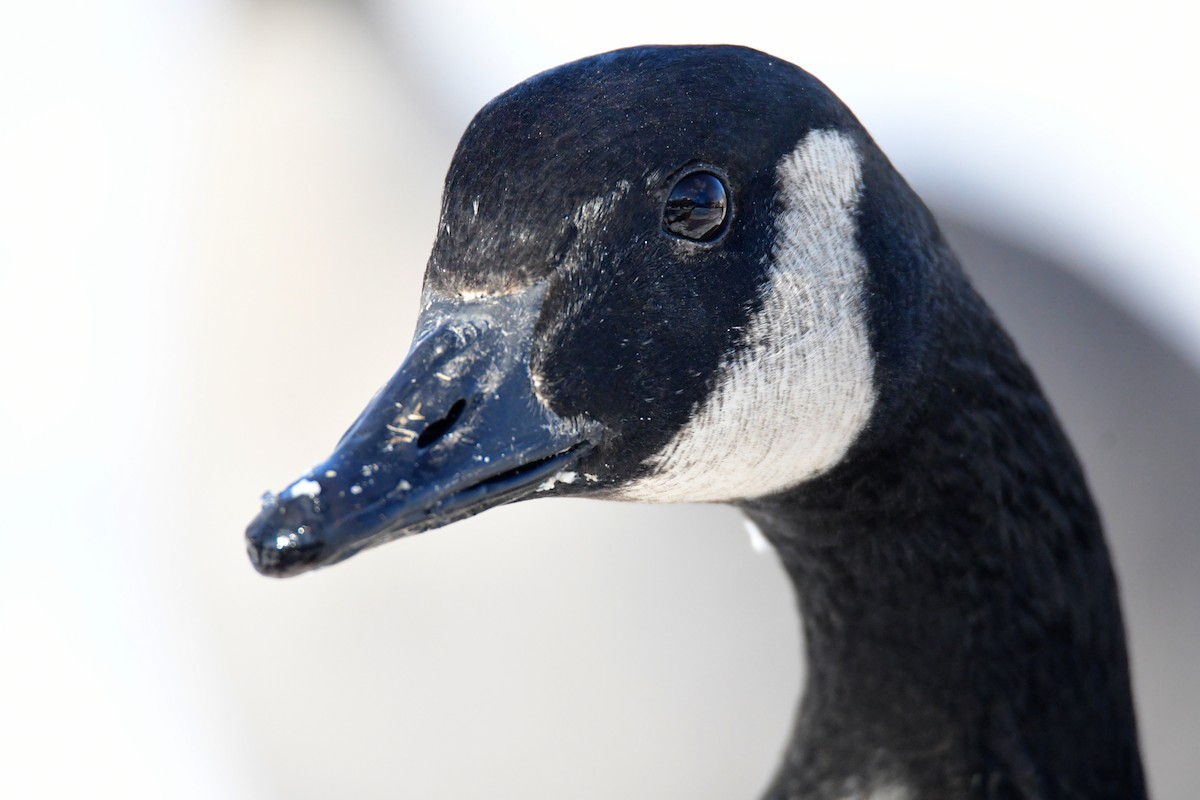Canada Goose - ML630522716