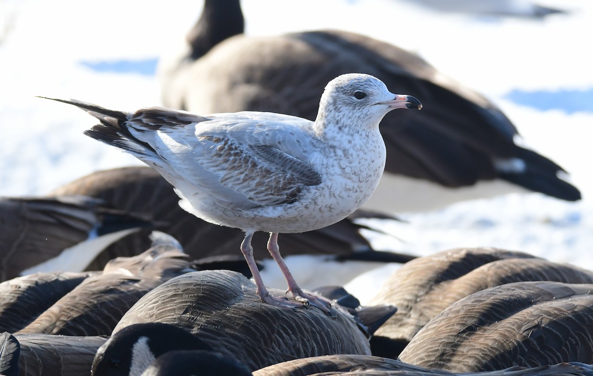 Ring-billed Gull - ML630522724