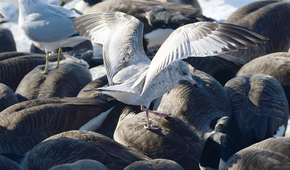 Ring-billed Gull - ML630522725