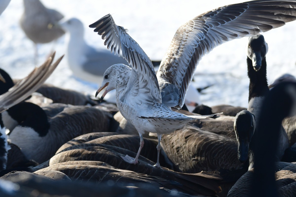 Ring-billed Gull - ML630522726