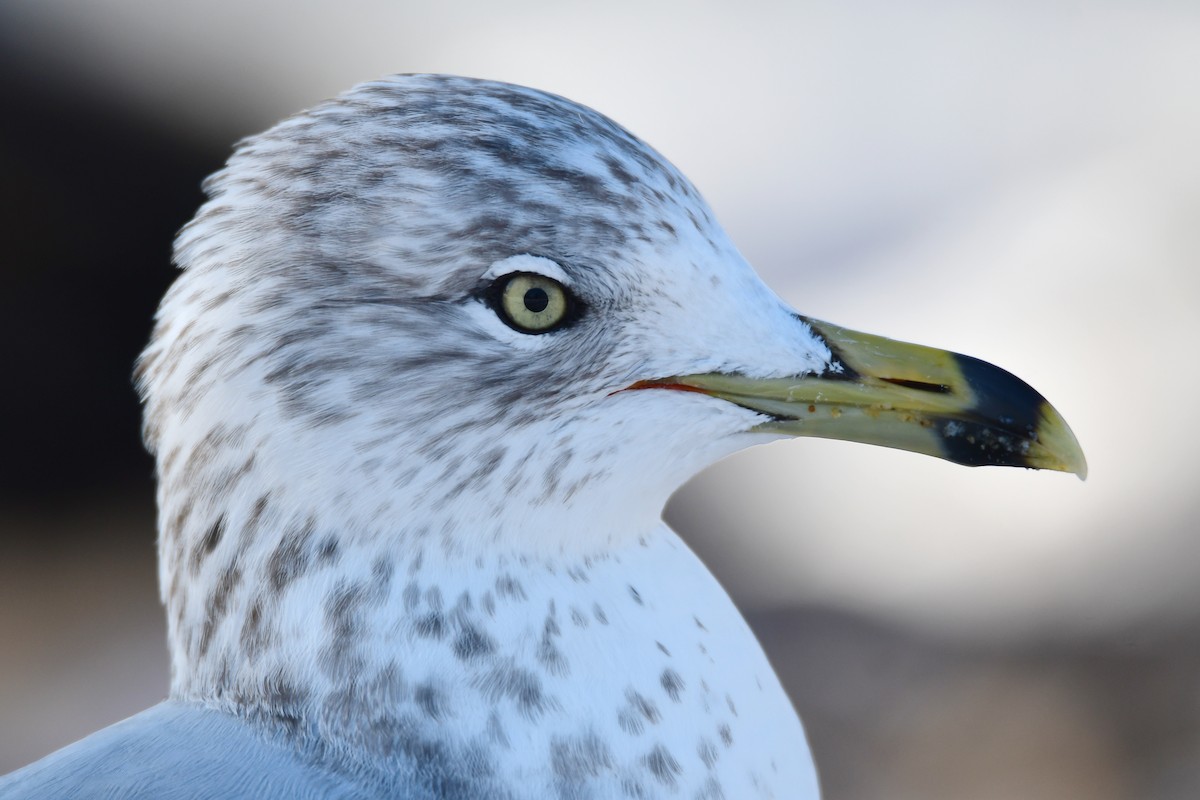 Ring-billed Gull - ML630522727