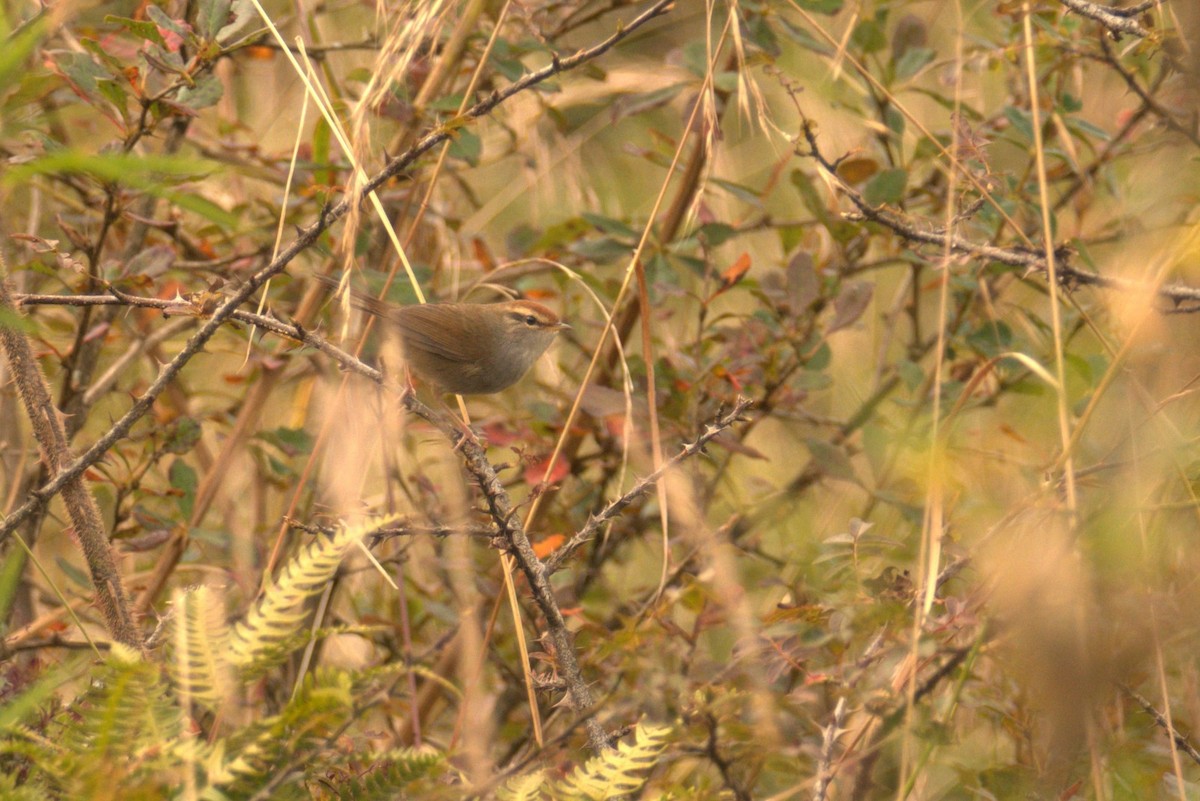 Gray-sided Bush Warbler - ML630522785