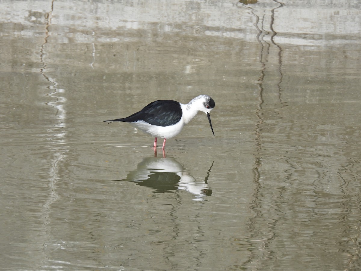 Black-winged Stilt - ML630522850