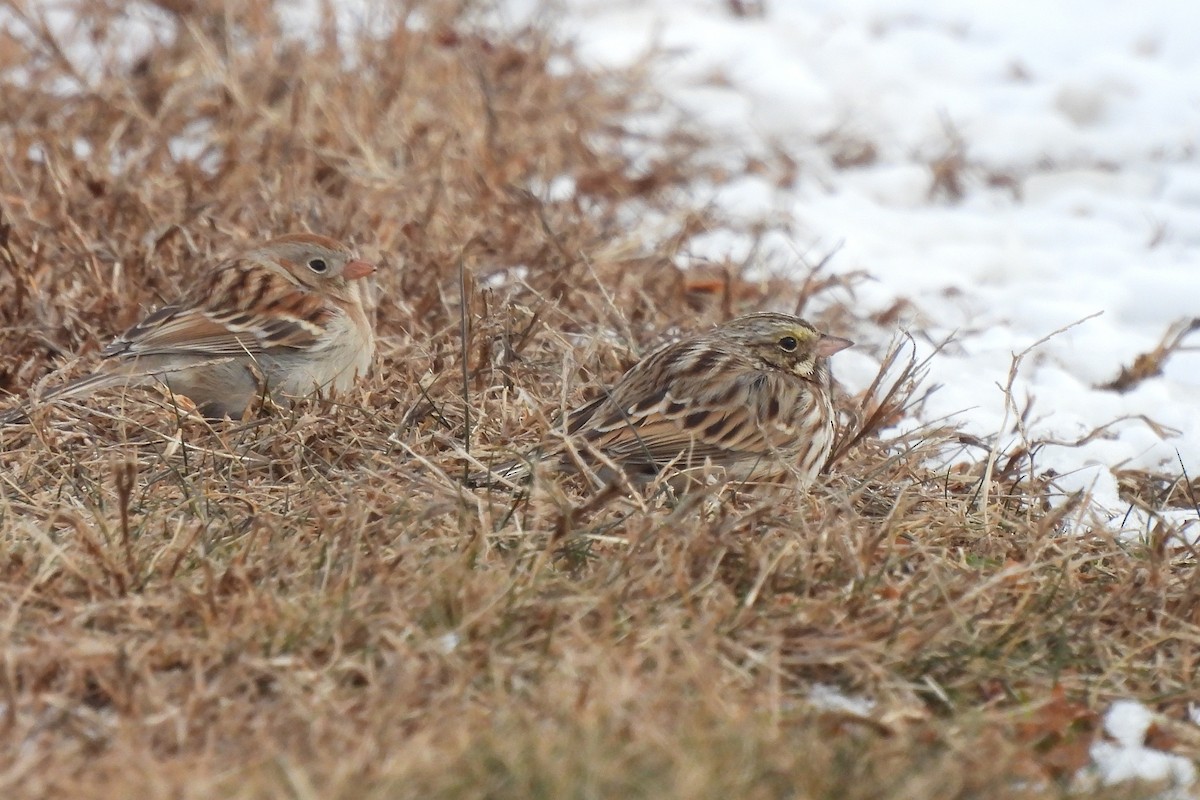 Savannah Sparrow (Savannah) - ML630522892