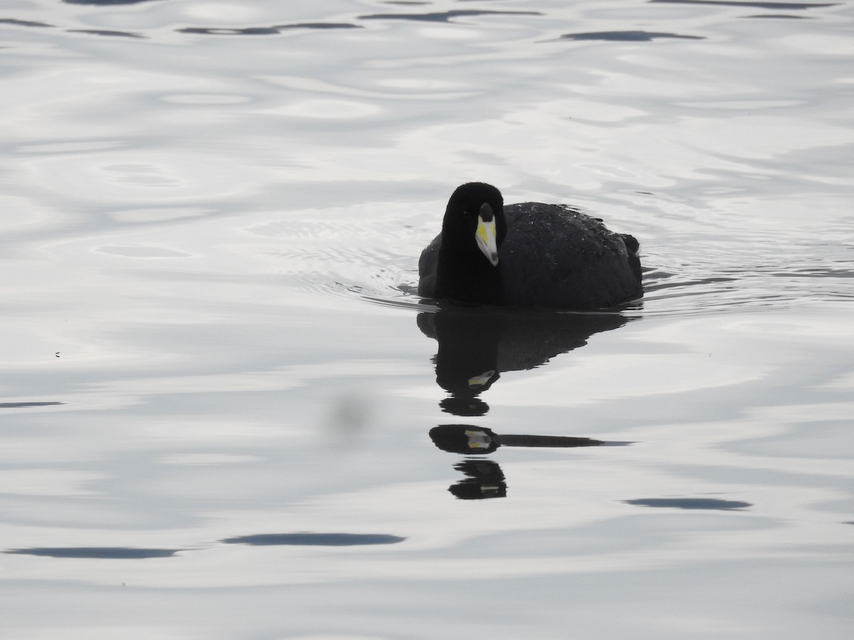 American Coot - ML630523021