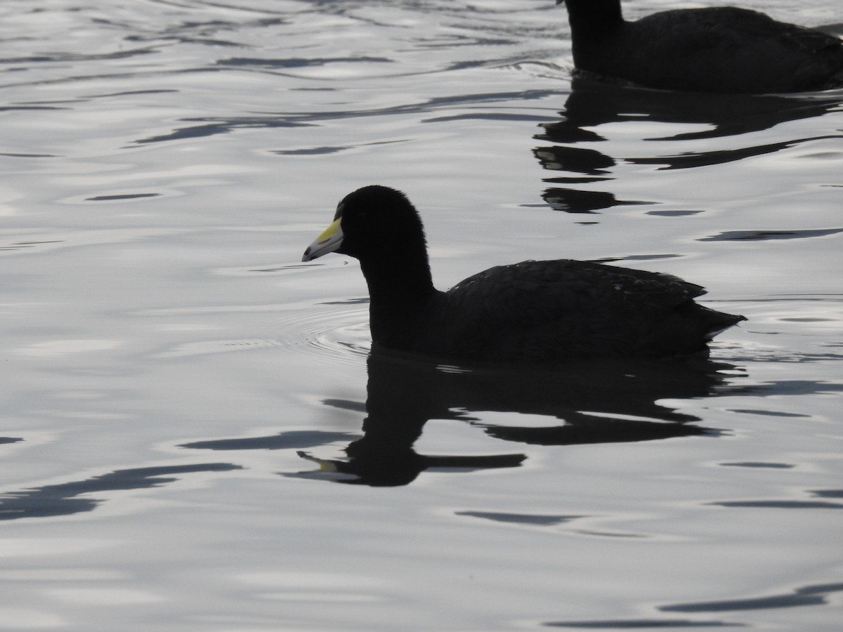 American Coot - ML630523022