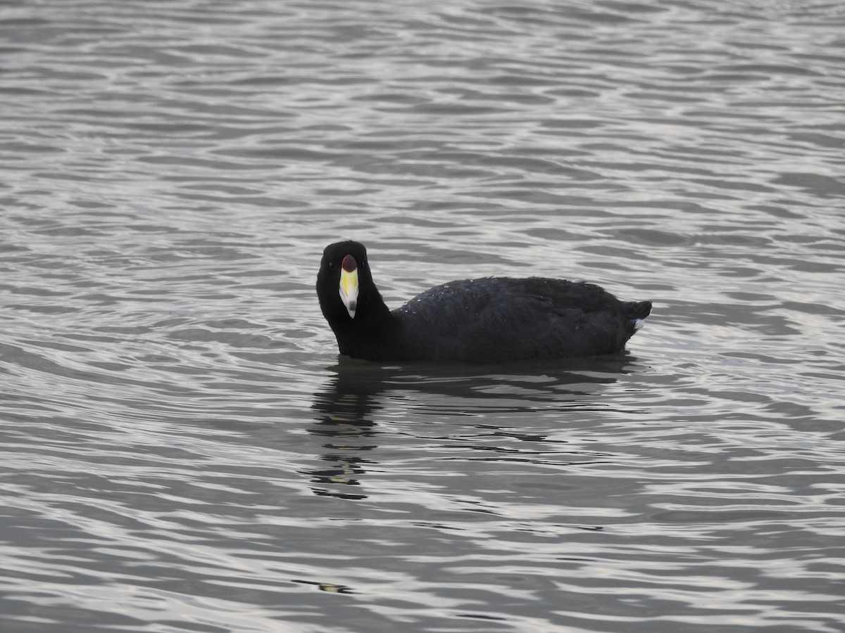 American Coot - ML630523023