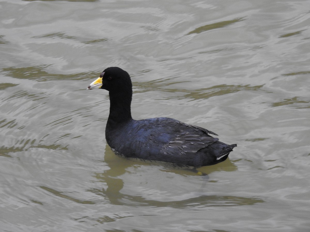 American Coot - ML630523025