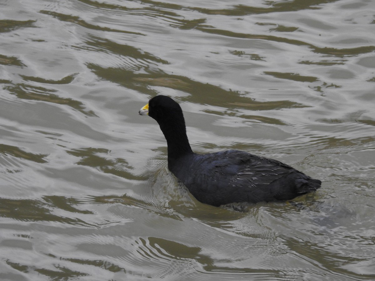 American Coot - ML630523026