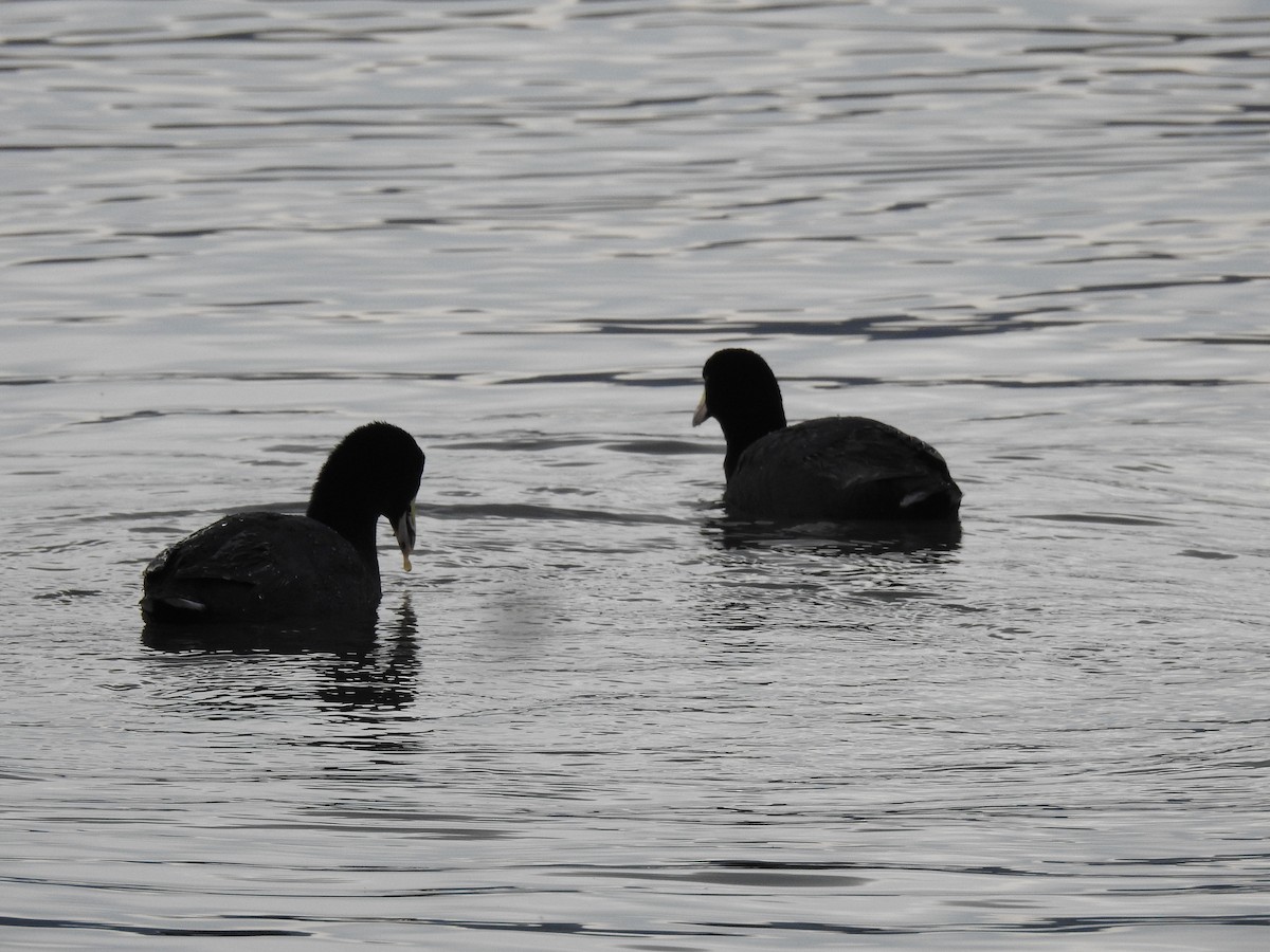 American Coot - ML630523229
