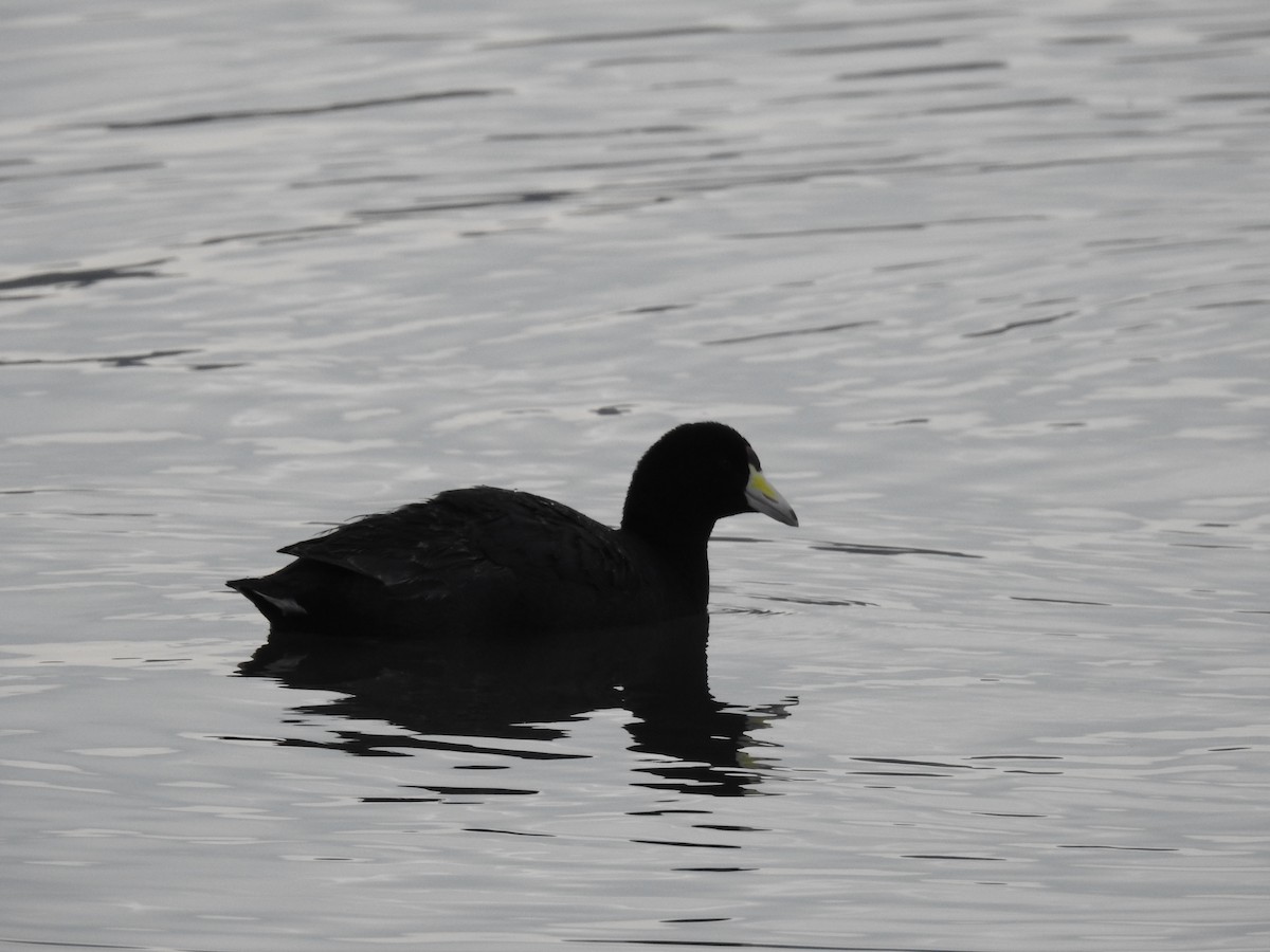 American Coot - ML630523230