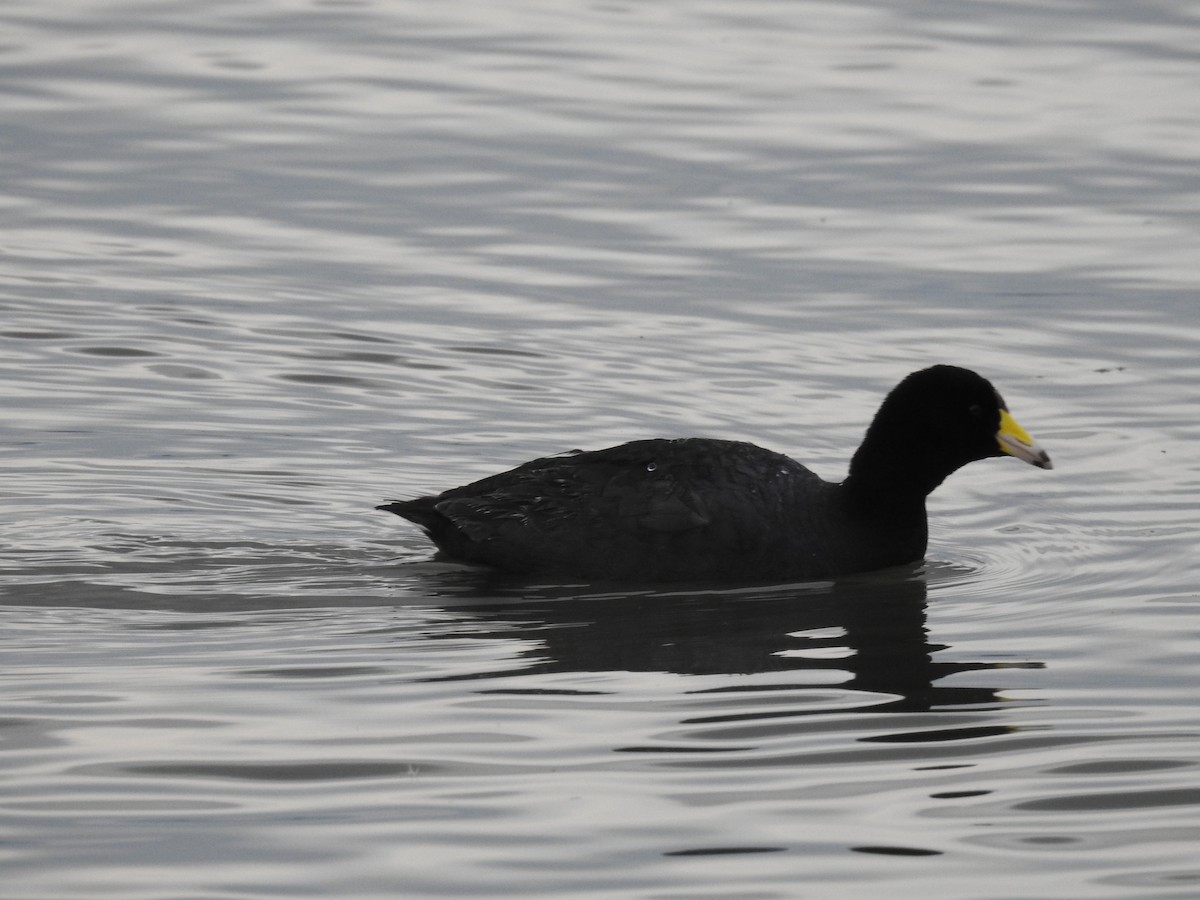 American Coot - ML630523231