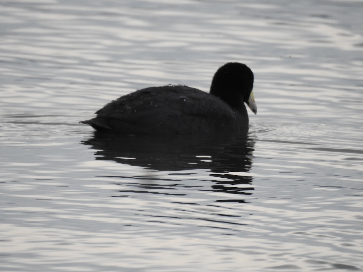 American Coot - ML630523232