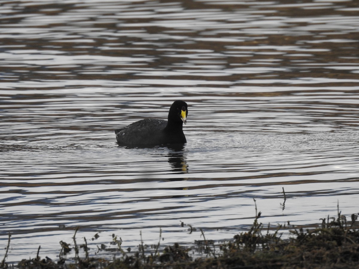 American Coot - ML630523233