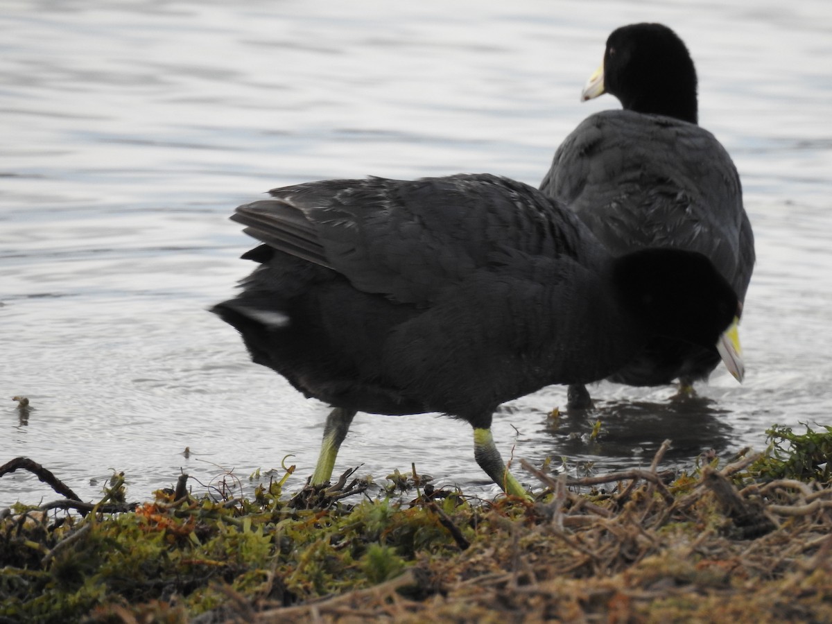 American Coot - ML630523234