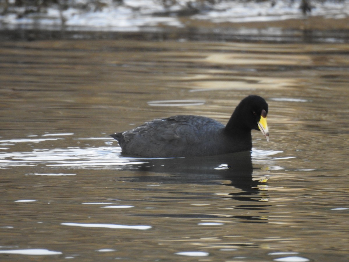 American Coot - ML630523235